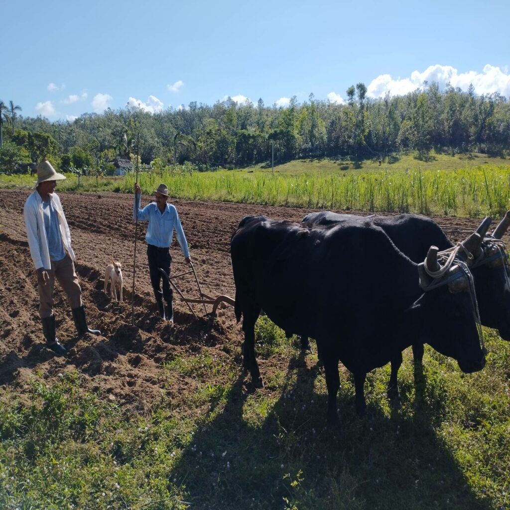 Bauern in Kuba